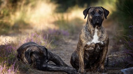 Esperanza de vida del presa canario
