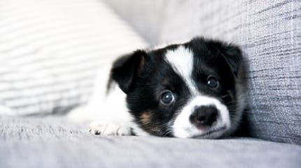 chiot canapé