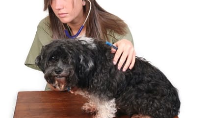 examen chien voyage