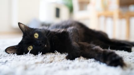 faire garder animal à domicile