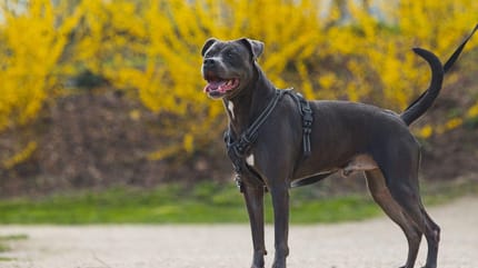 Falco, chien à adopter