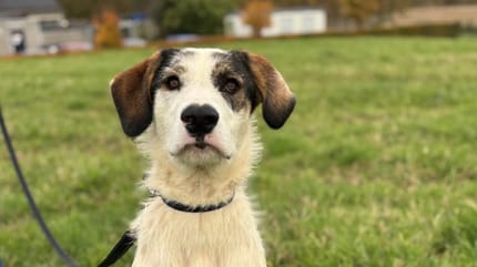 Fayah is op zoek naar een nieuw thuis. Wil jij haar adopteren?