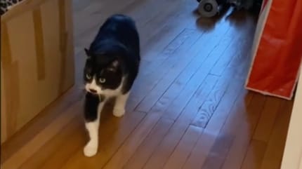 Felix, le chat noir et blanc