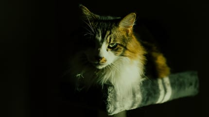 filmische kattennamen