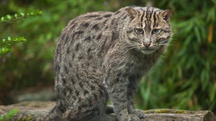 gatto pescatore