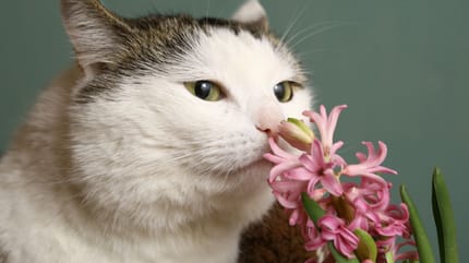 Flores venenosas para gatos