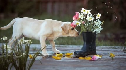 Pourquoi utiliser les élixirs floraux pour chien ?