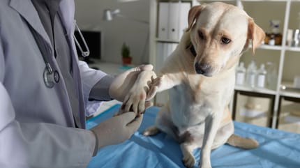 forasacco nella zampa del cane