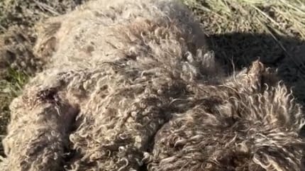 Forme allongée au sol