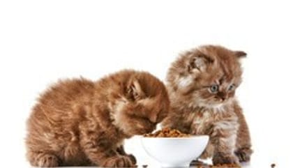 chatons en train de manger