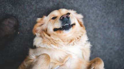 Hond met foute hondennaam