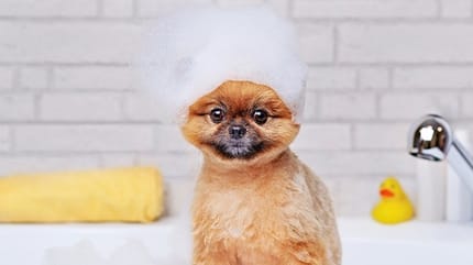 shampoing pour chien