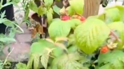 Framboises du jardin