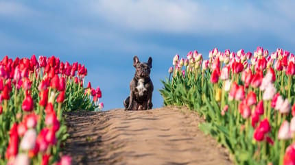 Franse Bulldog op een tulpenveld