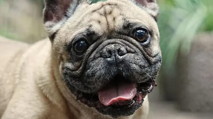 Französische Bulldogge Rocky