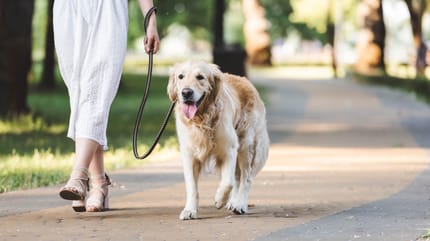 Frau geht mit Hund Gassi