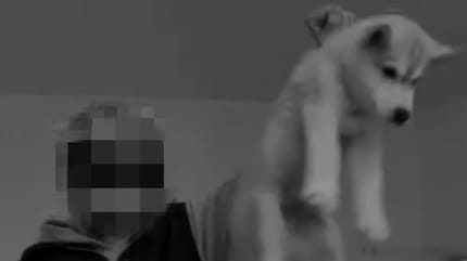 Frau hebt Huskywelpen am Genick hoch