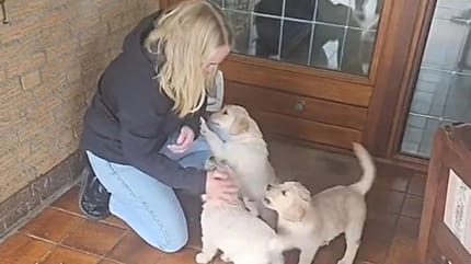 Une femme souhaite choisir des chiots.