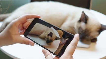 Frauchen filmt Katze