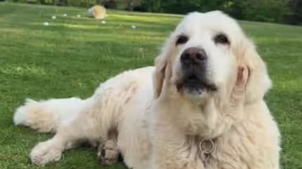 Freddie le chien