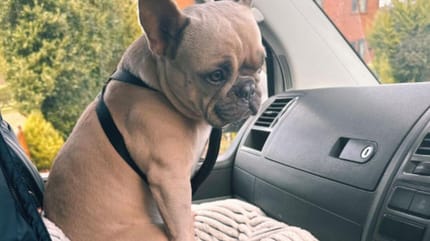 Bulldog francés sentado en el regazo en el coche