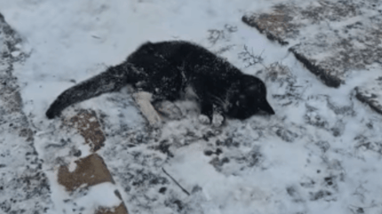 Frozen cat lying in the snow