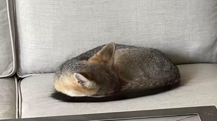 Renard sur un canapé