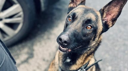 Galbi chien policier