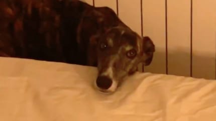 cane a letto
