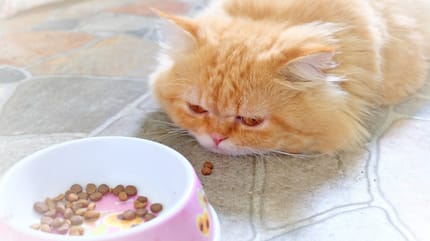 Gastritis bei Katzen