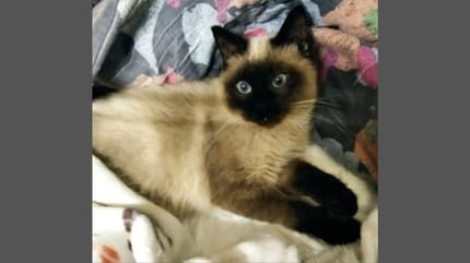 gatito-siames-abandonado