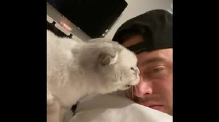 gato arisco
