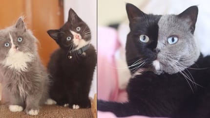gato con cara gris y negra y ojos azules