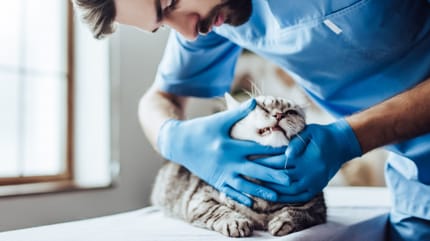 gatto dal veterinario