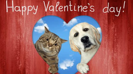 gato-perro-dia-san-valentin