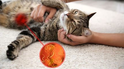 gato vomita lombrices