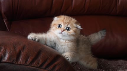 gatos con la cara chata