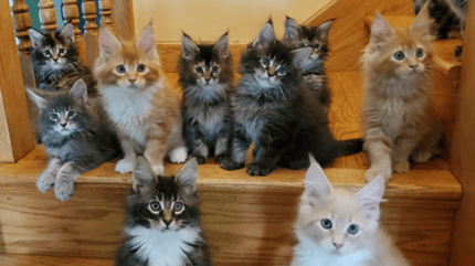 gatitos-maine-coon-abandonados