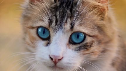 gatti con occhi grandi