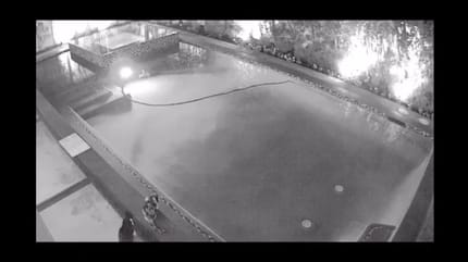 gatti davanti una piscina