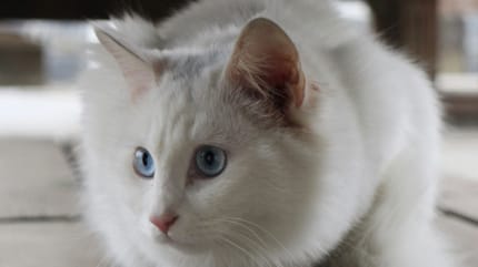 gatto bianco