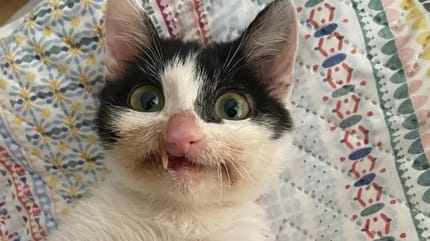 gato blanco y negro deformado