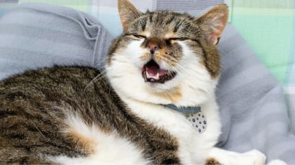 gatto con edema polmonare