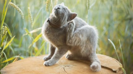 gatto con pulci che si attaccano all'uomo