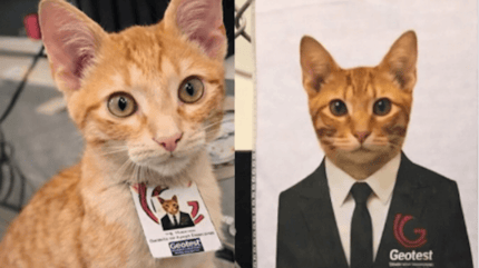 gatto da supporto emotivo