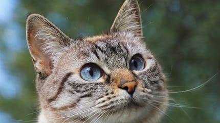 gatto grasso