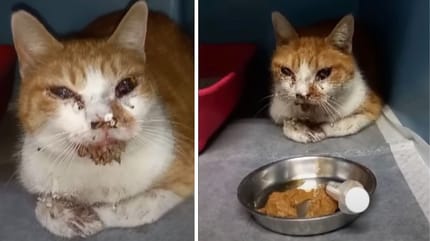 gatto leone ferito al viso da un petardo