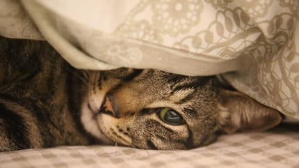 gatto malato