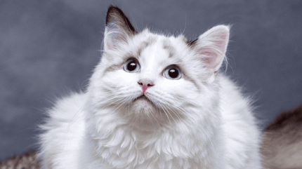 gatto mangia mosche