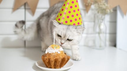 gatto mangia torta per gatti fatta in casa